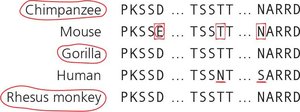 Annotated FOXP2 sequence differences