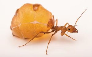Honeypot ant with expandable abdomen