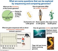 Questions explored by sequencing and comparing genomes