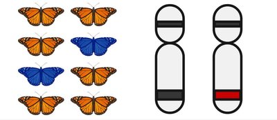 Butterfly color and chromosome variation illustrating genetic diversity