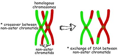 Diagram of crossing over between homologous chromosomes