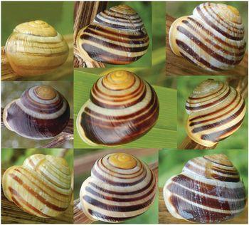 Snail shell color and pattern variation