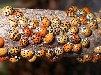 Ladybug color and spot pattern variation