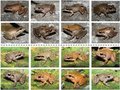 Frog color and pattern variation