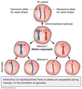Diagram showing segregation of alleles during meiosis