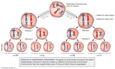 Diagram showing independent assortment during meiosis