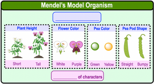 Mendel's Model Organism: Pea plant traits