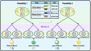 Chromosomal basis of independent assortment