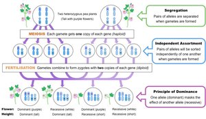 Summary of Mendel's laws and meiosis