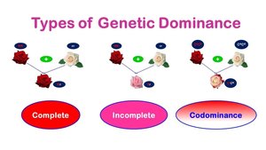 Types of genetic dominance: complete, incomplete, codominance