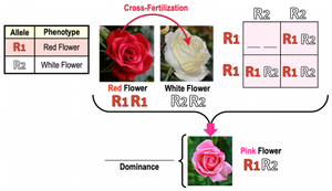 Incomplete dominance: red, white, and pink flowers