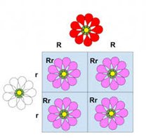 Punnett square for incomplete dominance