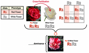 Codominance: red and white flowers