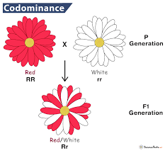 Punnett square for codominance