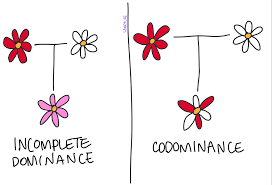 Comparison of incomplete and codominance