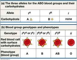 ABO blood group alleles and phenotypes