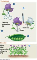 Mendel's cross-pollination technique and F1 results