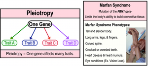 Pleiotropy: one gene, multiple traits