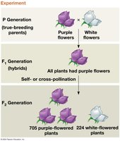 Mendel's experiment: P, F1, and F2 generations