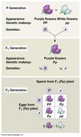 Punnett square for Mendel's monohybrid cross