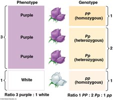 Genotype and phenotype ratios in F2 generation