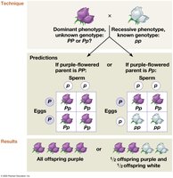 Testcross: determining genotype with a recessive cross