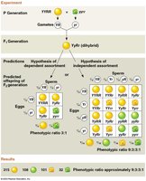 Dihybrid cross and independent assortment