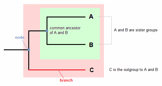 Phylogenetic tree showing clade, sister groups, and outgroup
