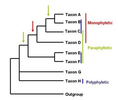 Phylogenetic tree showing monophyletic, paraphyletic, and polyphyletic groups