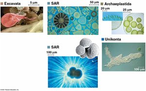 Representative images of SAR supergroup protists