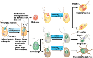 Diagram of primary and secondary endosymbiosis in plastid evolution
