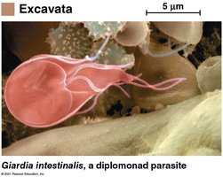 Giardia intestinalis, a diplomonad parasite