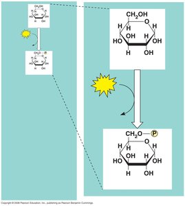 Hexokinase reaction: glucose to glucose-6-phosphate