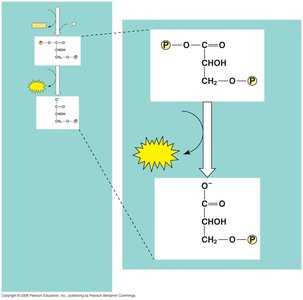 Phosphoglycerokinase reaction