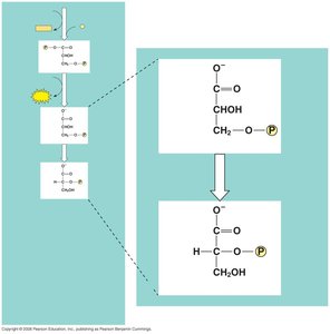 Phosphoglyceromutase reaction
