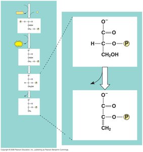 Enolase reaction