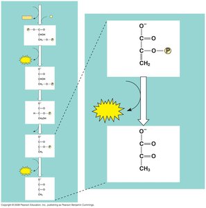 Pyruvate kinase reaction