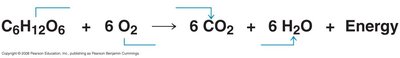 Cellular respiration equation
