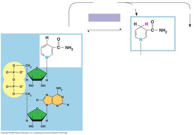 Reduction of NAD+ and oxidation of NADH