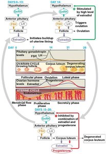 Overview of Female Reproductive Cycles
