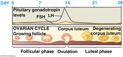 Hormonal regulation of ovarian and uterine cycles