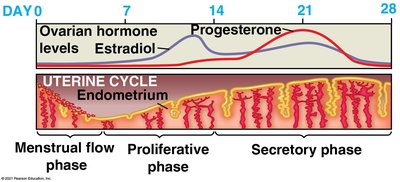 Hormonal control of menstrual cycle