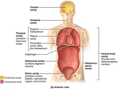 Serous membrane relationships