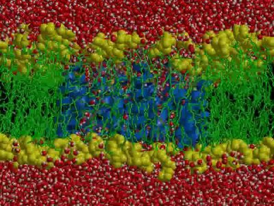 Structure of the plasma membrane with proteins and carbohydrates