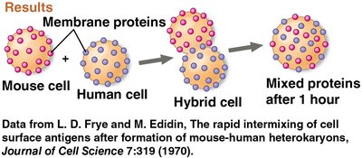 Experimental evidence for membrane fluidity