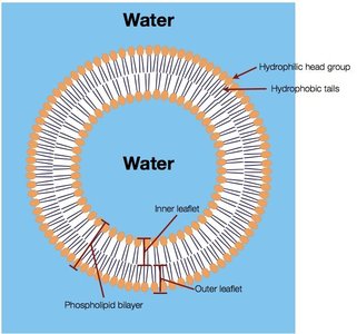 Phospholipid bilayer structure