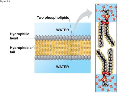 Phospholipid bilayer with hydrophilic and hydrophobic regions
