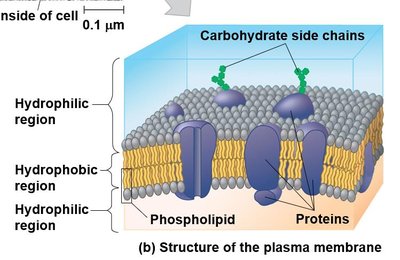 Fluid mosaic model of membrane structure