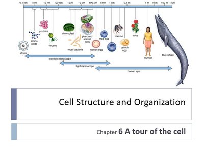 Relative sizes of biological structures and organisms
