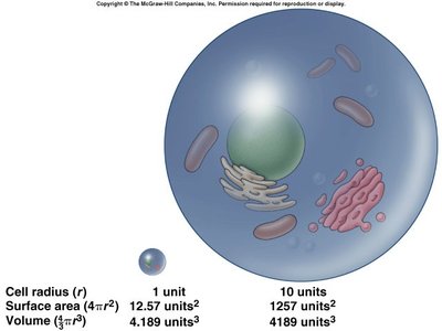 Surface area and volume of cells